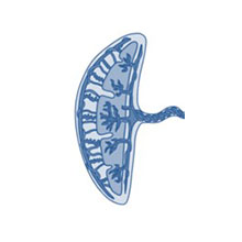 1-placenta